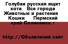 Голубая русская ищит кота - Все города Животные и растения » Кошки   . Пермский край,Соликамск г.